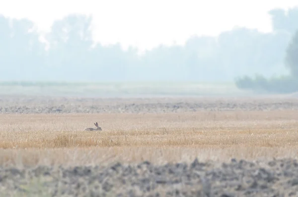 Wild konijn op het Land van de ploeg — Stockfoto